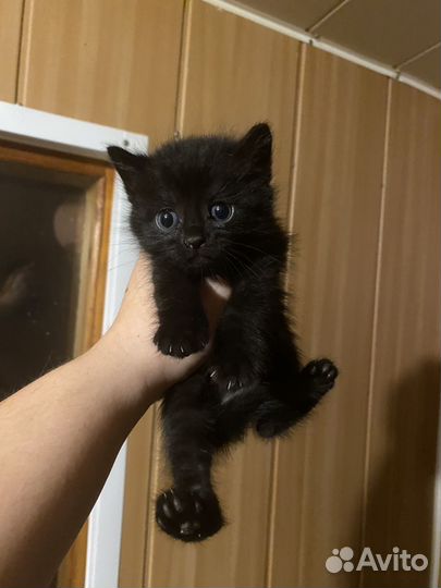 Прекрасные котята