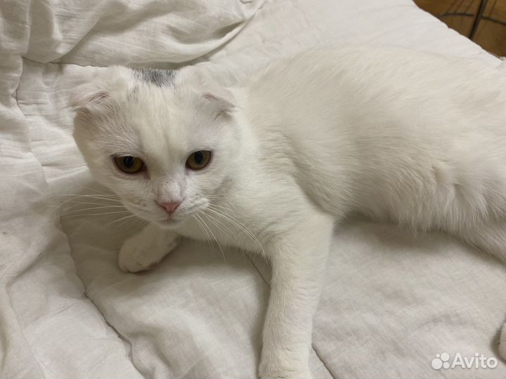 Шотландская вислоухая кошечка