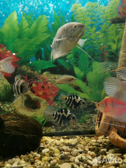 Сапфировые попугайчики