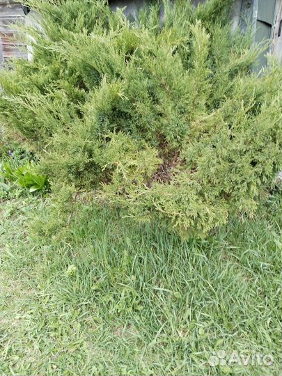 Хвойные декоративные растения (можжевеловые)