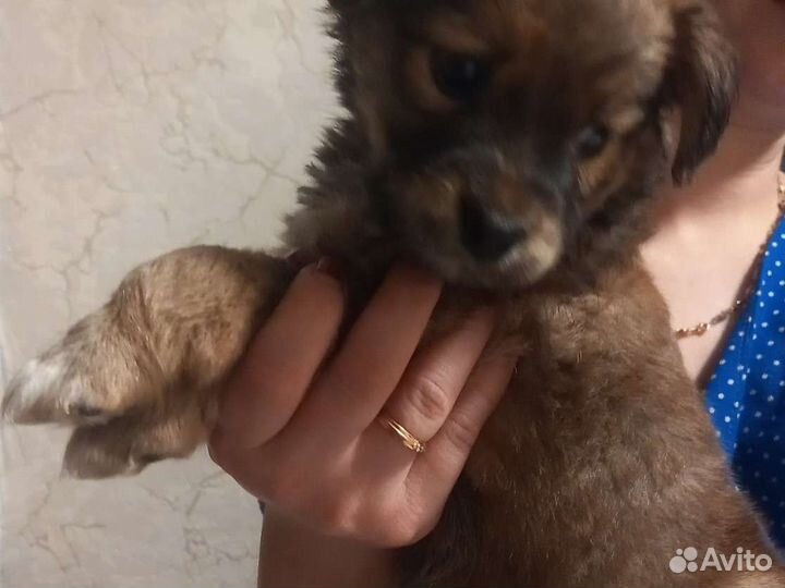 Маленькая собака в добрые руки бесплатно