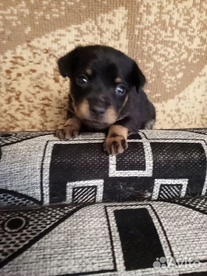 Русский той щенки