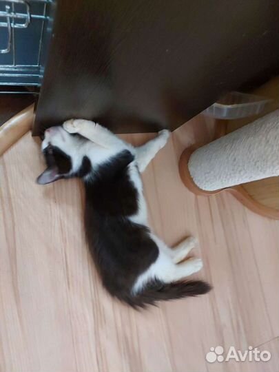 Кошка стерилизована в дар 3 месяца девочка