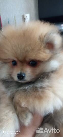 Щенки померанского шпица