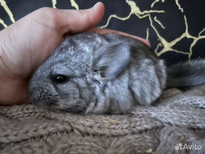 Шиншилла стандарт