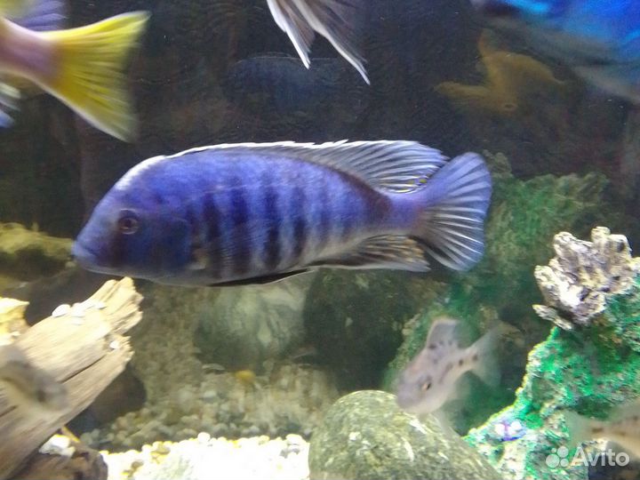 Аквариумные рыбки