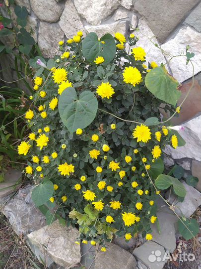 Хризантема