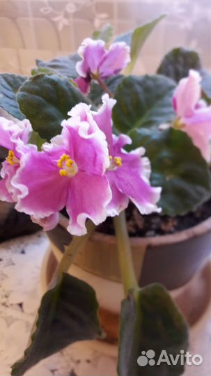 Комнатные цветы фиалки