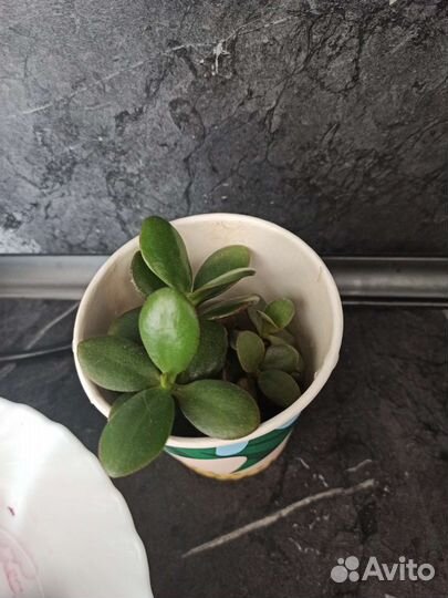 Красула толстянка