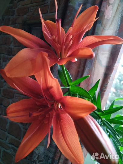 Цветы лилии,примулы