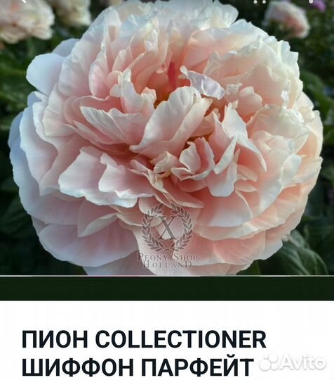 Пионы