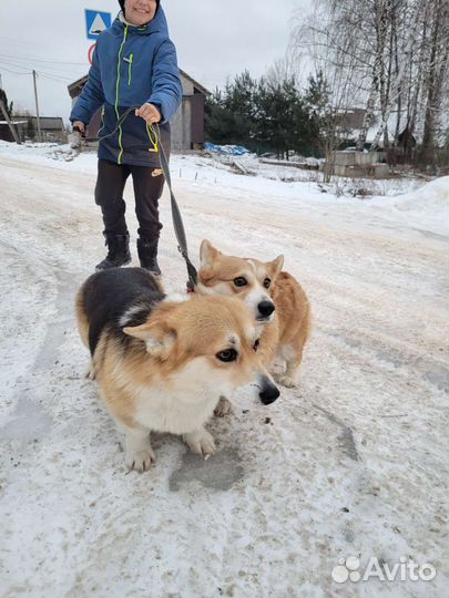 Собака