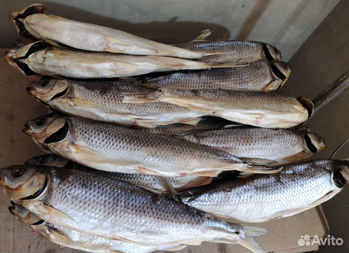 Рыба Кутум, шамайка, рыбец, вобла