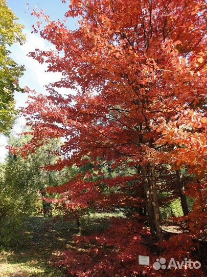 Парротия персидская, семена