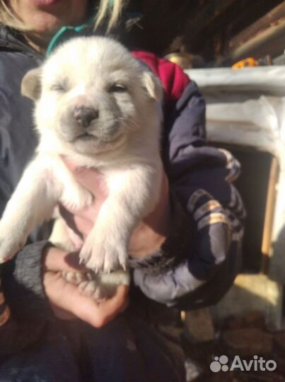 Щенки хаски