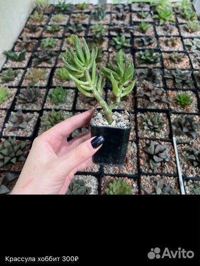 Суккулент гастерия алое кактус крассула