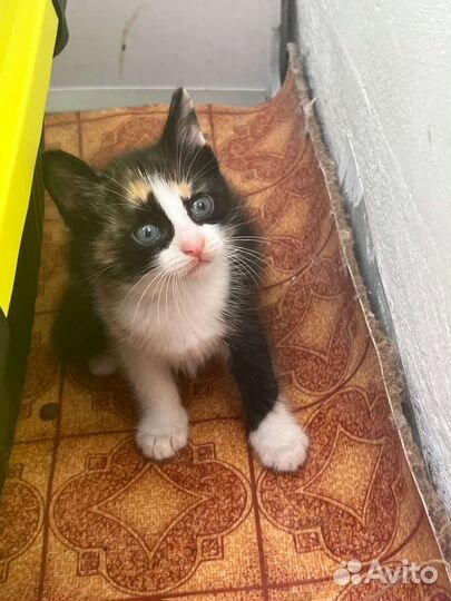 Котенок девочка 1,5 мес