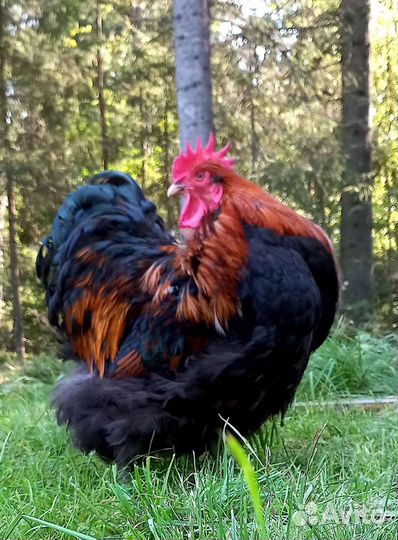 Петухи китайские шелковые