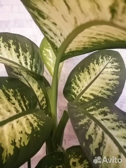 Диффенбахия комнатное растение