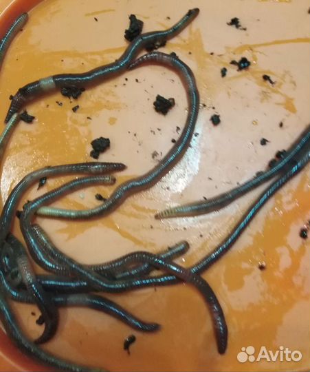 Черви для рыбалки