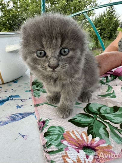 Британская вислоухая кошка