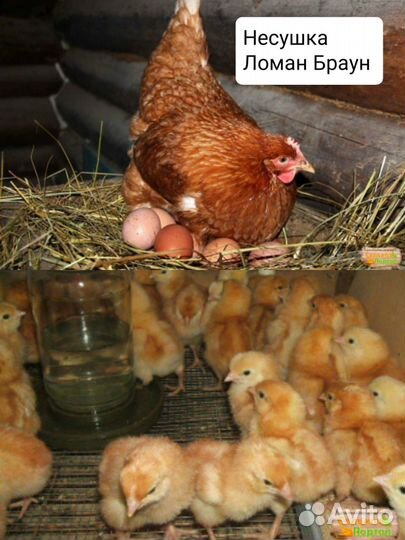 Суточная птица