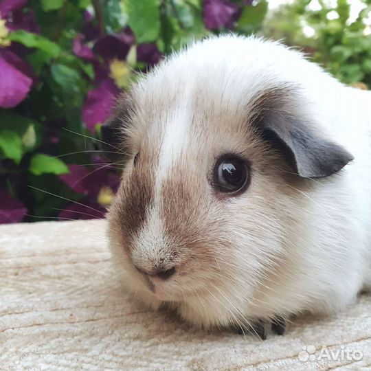Морская свинка белый калифорния самец