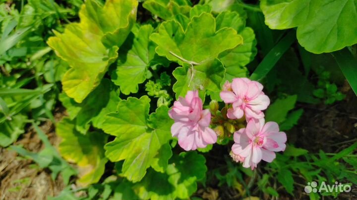 Пеларгония герань разные сорта
