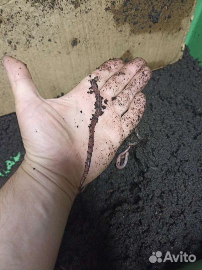 Черви для рыбалки, биогумус