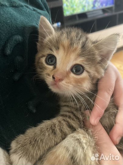 4 котенка ищут свой дом (предположительно девочки)