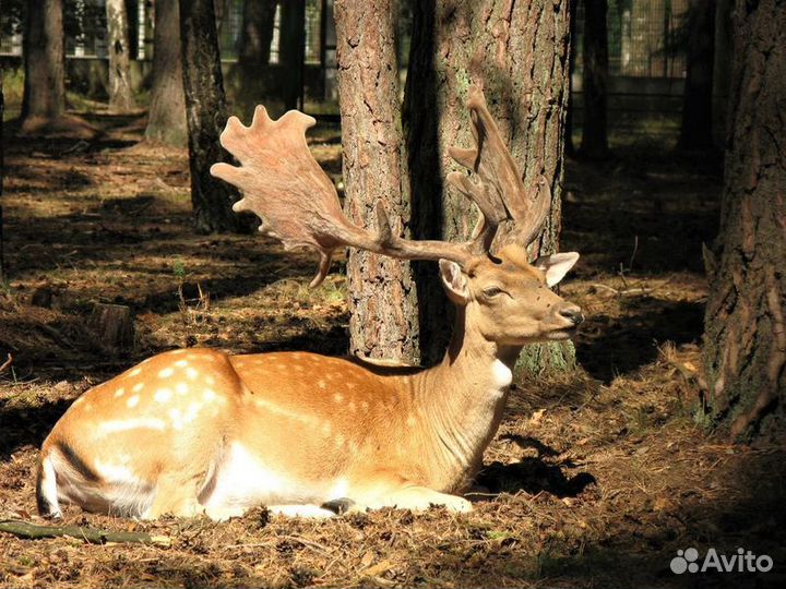 Экскурсия — Брест — Путешествие В Беловежскую Пущу