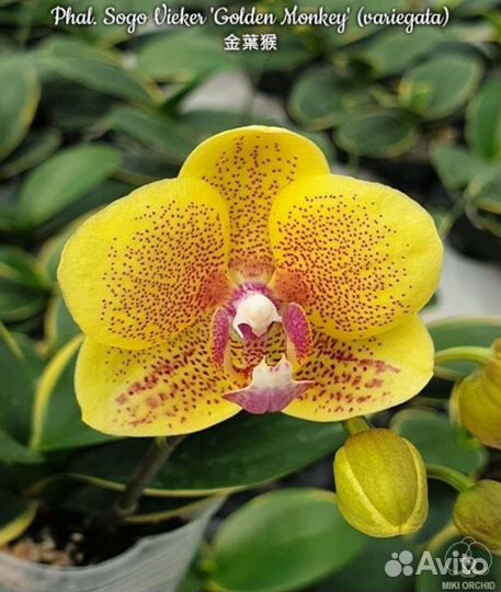 Орхидея фаленопсис от Miki