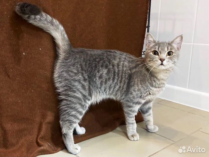 Ласкуша Симма, 1 год. Привезем