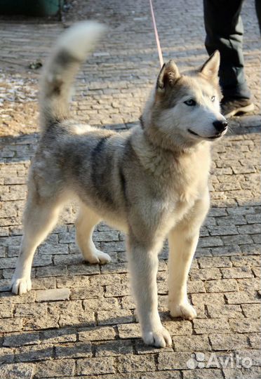 Красивая собака Севара в добрые руки