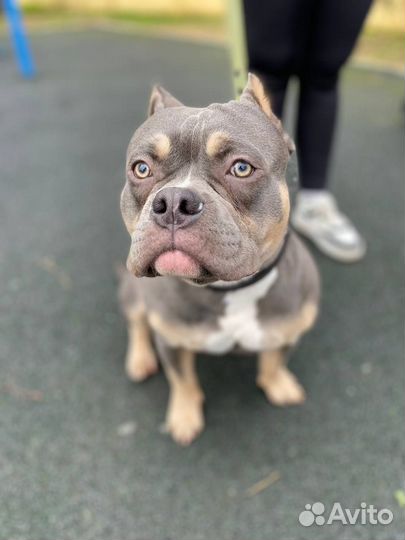 Передержка для собак Индивидуальная