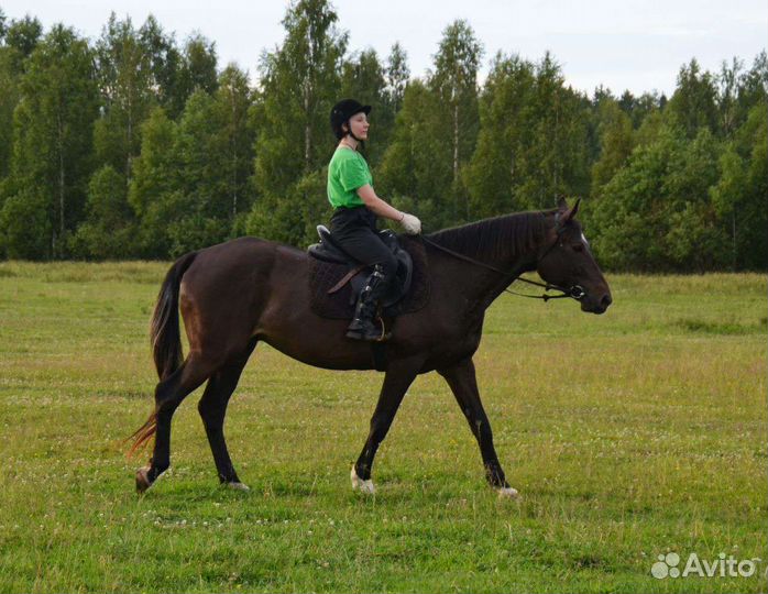 Обмен, мерин, тракен, 2009 гр