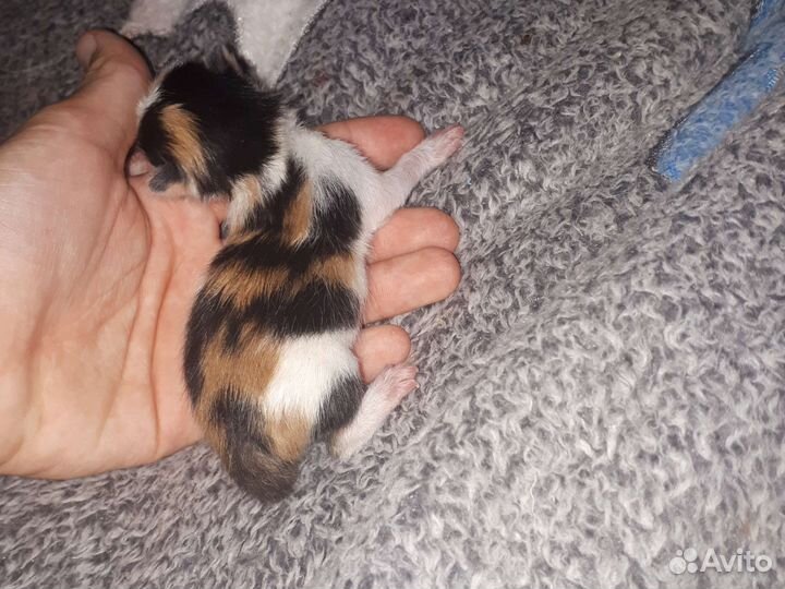 Кошка в дар,в добрые руки