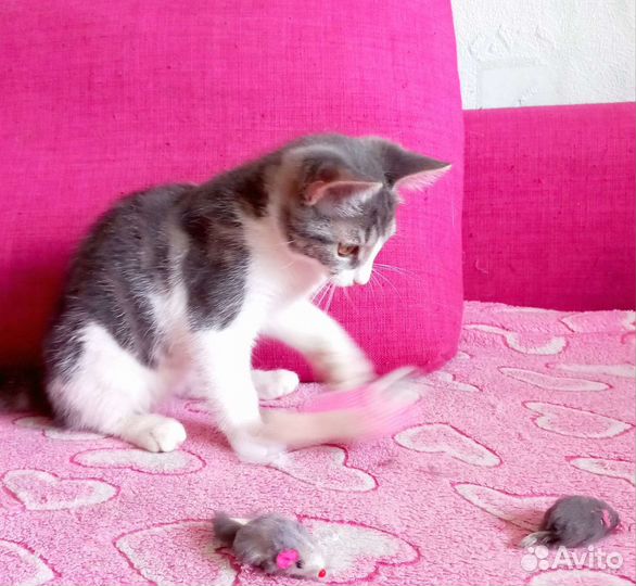 Котенок милашка