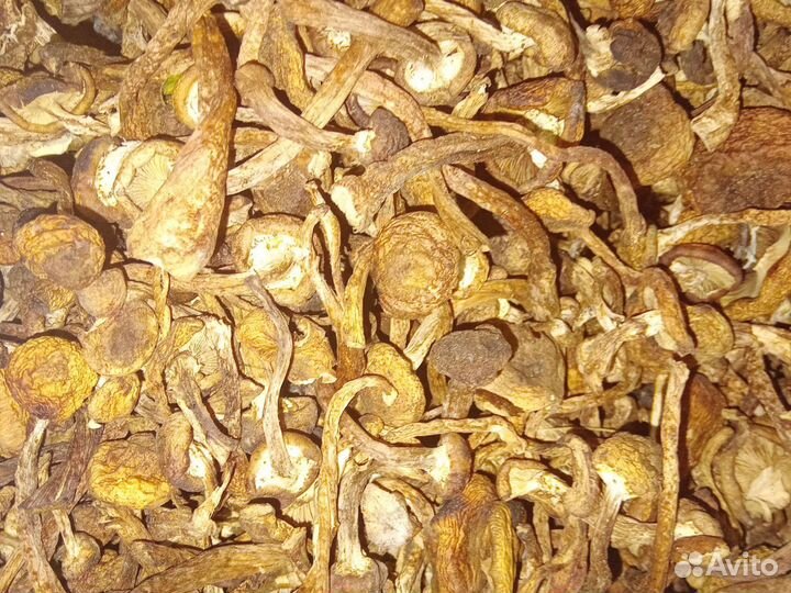 Грибы опята