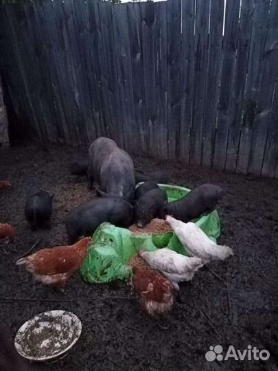 Зерно (ячмень)