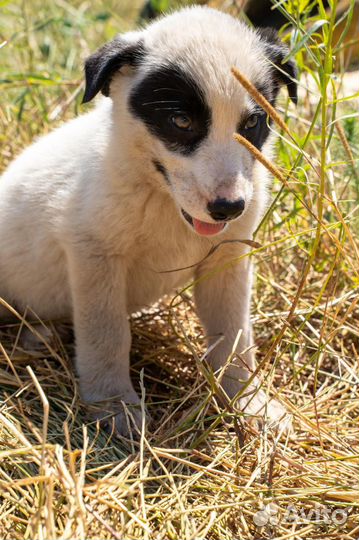 Щенки в беде в добрые руки
