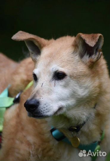 Собака в добрые руки. Тося