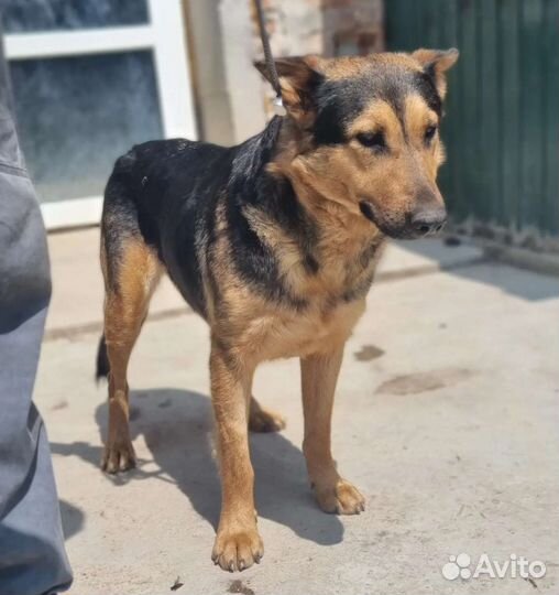 Найда ищет дом