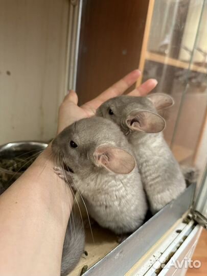 Стеллаж витрина клетка для шиншиллы