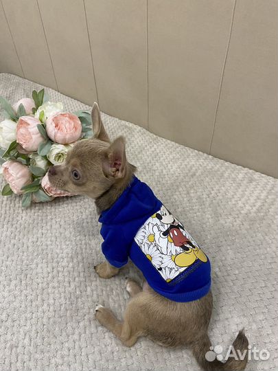 Зимний комбинезон для собаки