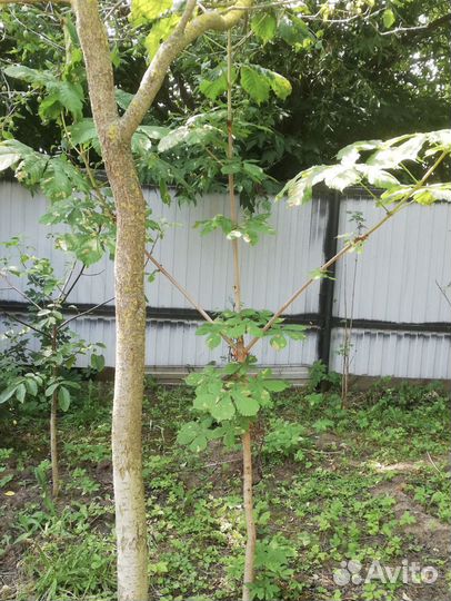 Саженец ореха грецкого, каштана 2 метра