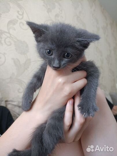 Котенок в добрые руки (девочка)