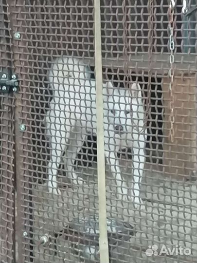 Западно сибирская лайка