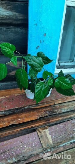 Гибискус китайская роза