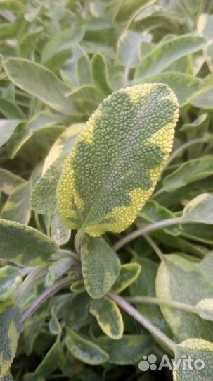 Тархун, укроп.дерево, розмарин, хрен, пряные